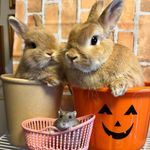 きな・まめママ